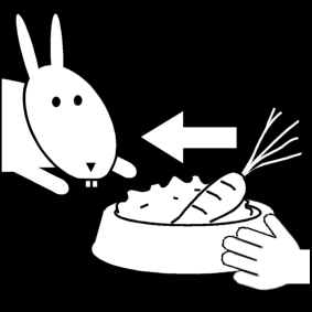 feed the rabbit